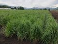 オーチャードグラス（圃場：長野県） （独）家畜改良センター提供