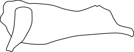 ファイル:ウシ枝肉分割方式（外側）.svg
