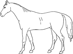 ウマの外貌.svg